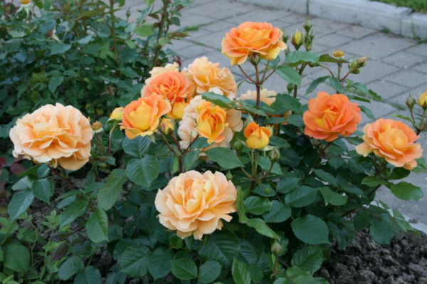 Маленькие розы: сорта и правила ухода