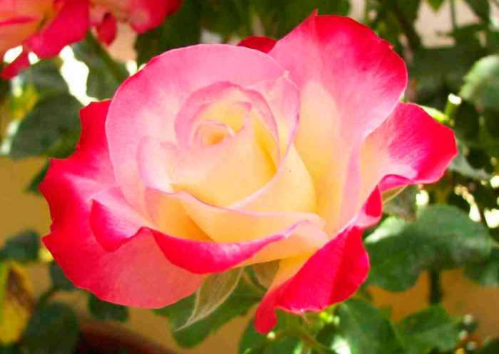 Роза фокус покус (hocus pocus): фото и описание, отзывы