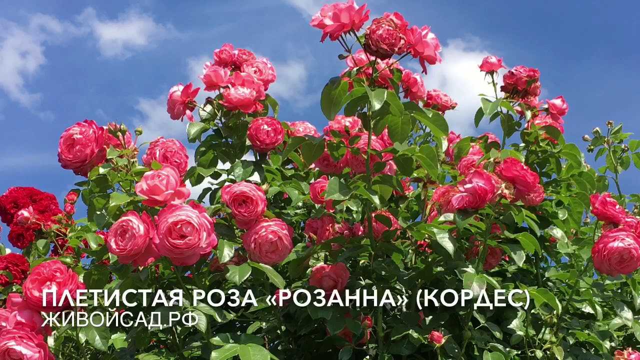 Роза лидия: описание и характеристики сортовых подвидов, правила посадки и ухода