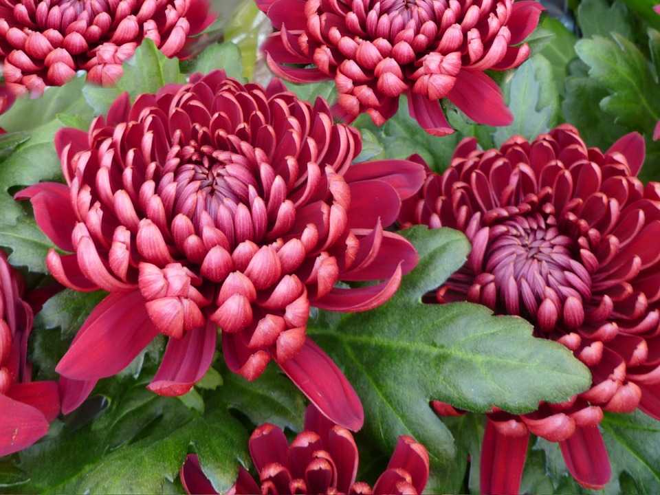 Цветы хризантемы — летняя, красная, махровая