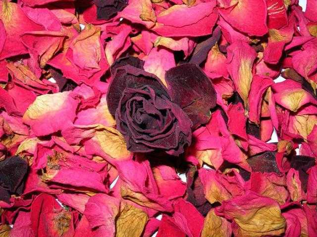 Роза плетистая черная: описание
