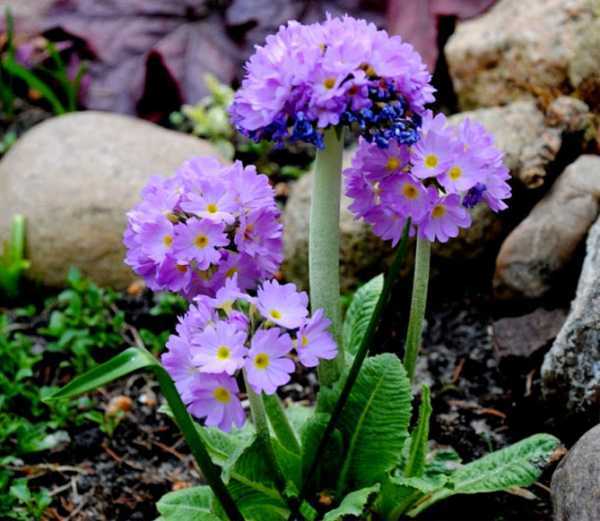 Многолетние цветы для сада: список растений с фото и названиями для рокария и каменистого сада