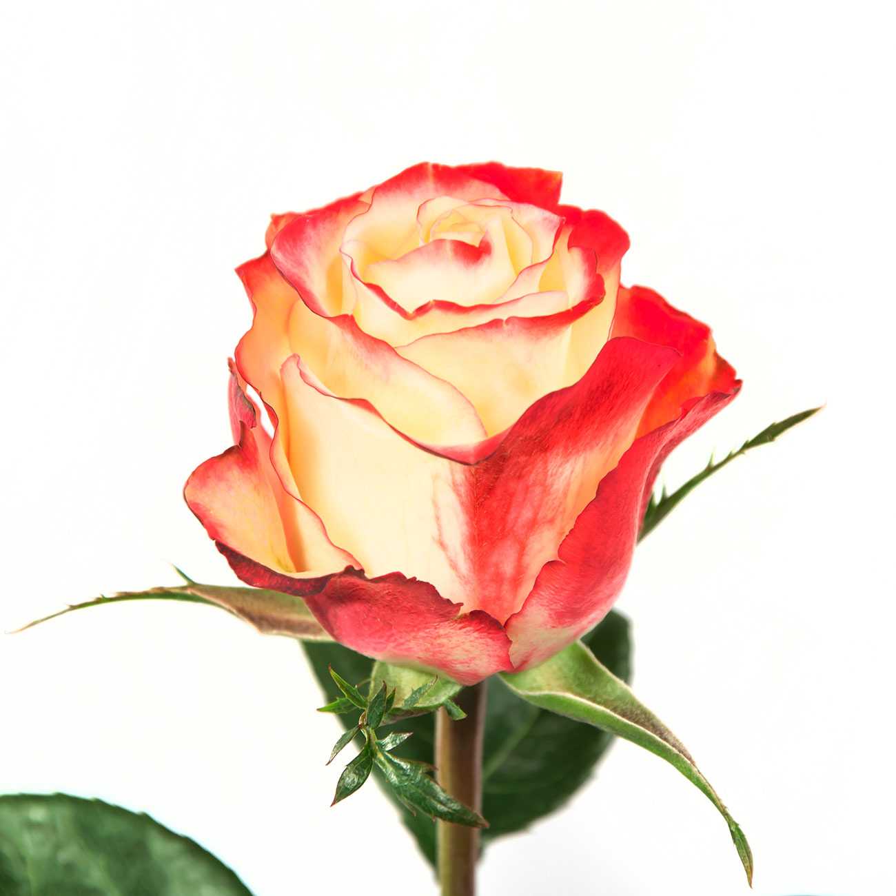 О розе first lady: описание и характеристики сорта розы первая леди