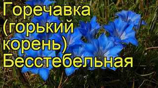 Горечавка посадка и уход фото отзывы