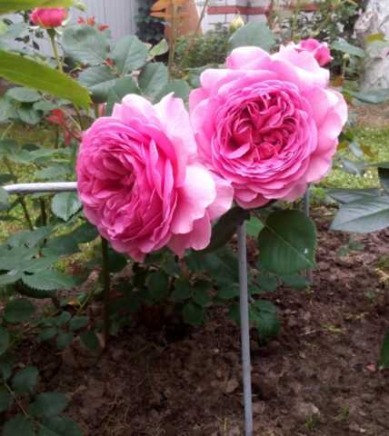 Роза кустарниковая “принцесса александра оф кент”. обзор лучших роз из питомника дэвида остина (фото) роза александра кентская