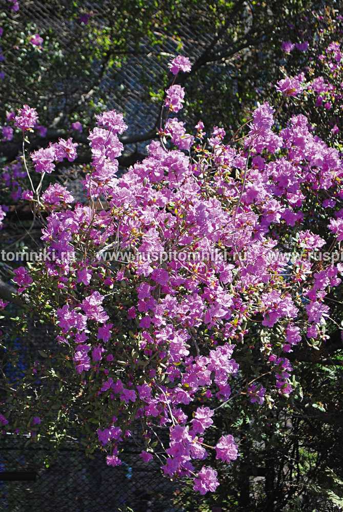 Рододендрон даурский (36 фото): правила посадки цветка, особенности ухода за багульником, описание сортов
