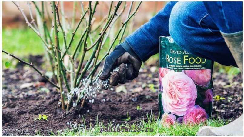 Подкормка роз весной - какие весенние удобрения нужно вносить для пышного цветения?