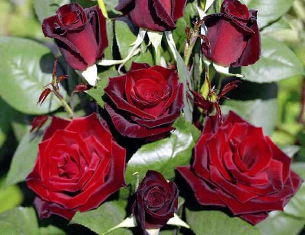 Плетистая роза "черная королева" (описание сорта, отзывы, уход, фото)