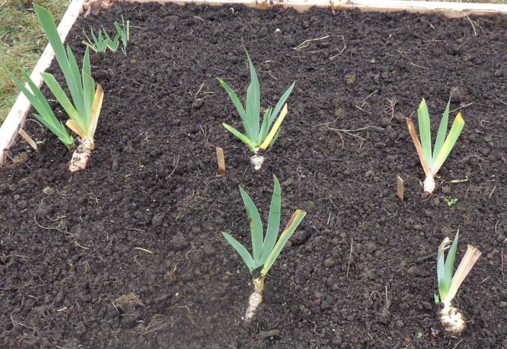 Посадка и уход ирисов в открытом грунте: подготовка почвы, 2 лучших способа выращивания из семян