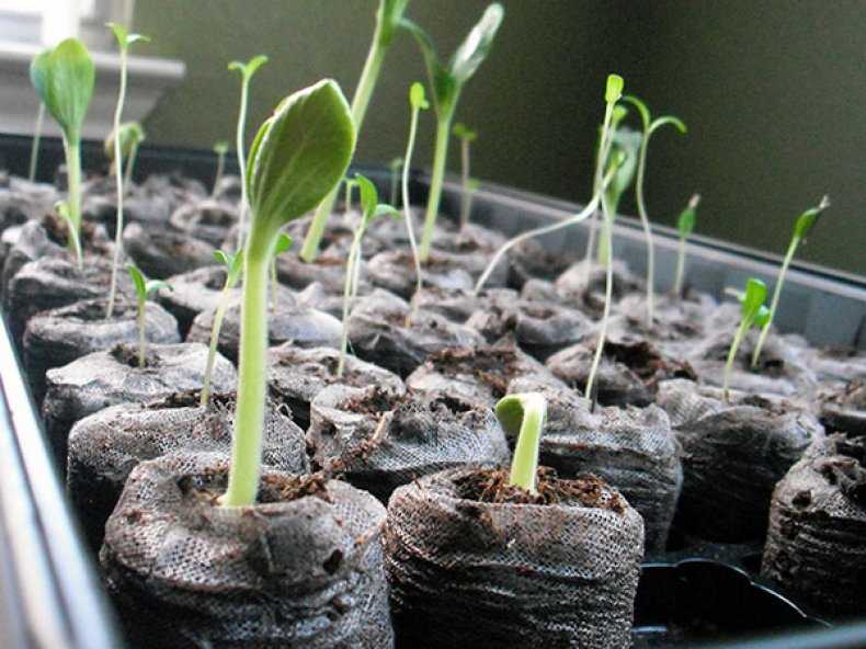 Венидиум: выращивание из семян, посадка и уход в открытом грунте, фото