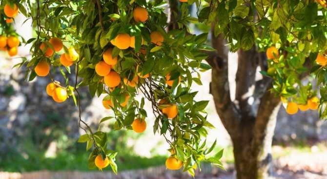 Кумкват: уникальный цитрусовый фрукт, или просто миниатюрный мандарин?