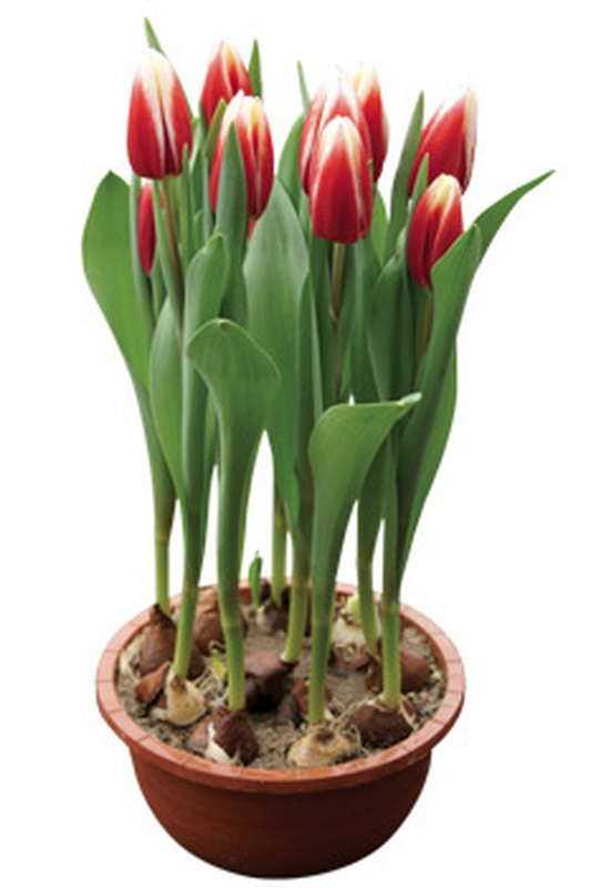 Технология выгонки тюльпанов к 8 марту в домашних условиях: сроки и правила посадки луковиц