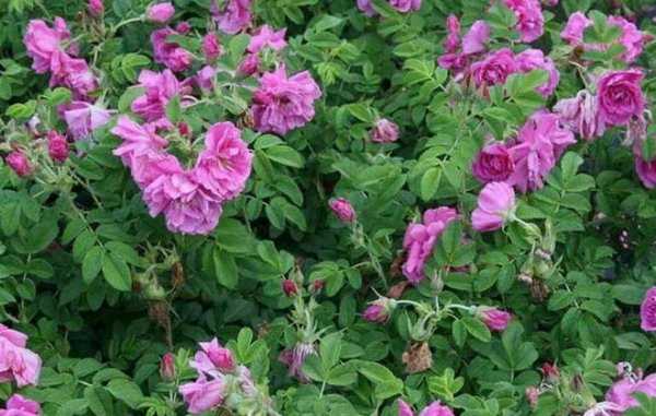 Дикая роза — вкусная красавица на вашем участке: описание сорта, особенности выращивания томата