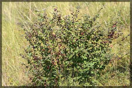 Кизильник блестящий: посадка и уход, размножение черенками, живая изгородь из кизильника, фото