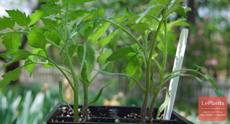 Как вырастить гортензию комнатную: лучшие способы размножения растения