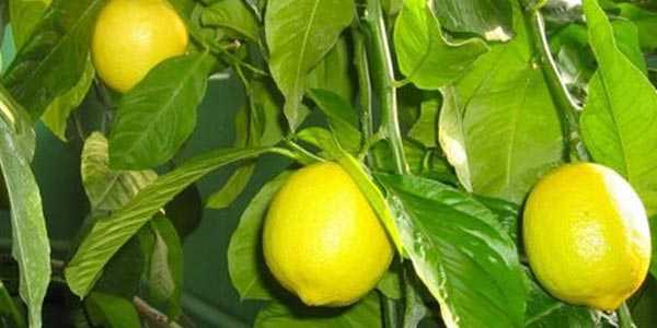 Инструкция по уходу за павловским лимоном в домашних условиях