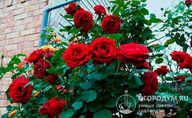 Плетистая роза «дон жуан» (22 фото): описание сорта, особенности посадки и ухода, отзывы