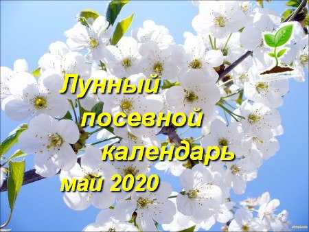 Посадка цветов на рассаду в 2021 году по лунному календарю