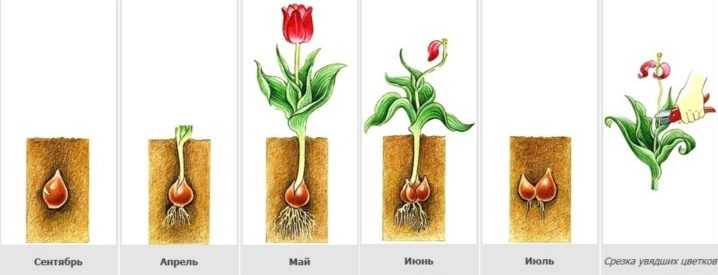 Как хранить луковицы тюльпанов после цветения