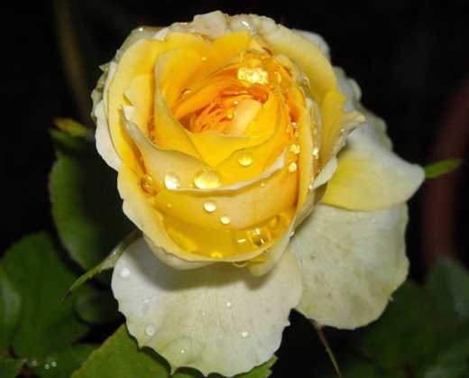 Плетистая роза Шнеевальцер (Schneewalzer): описание сорта и цветов, характеристика, способы размножения, посадка и уход Болезни и вредители, отзывы садоводов