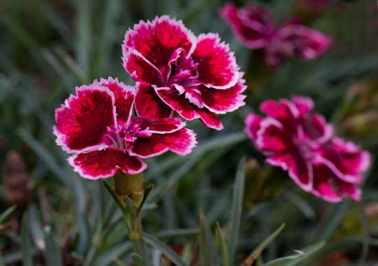 Цветок гвоздика перистая садовая многолетняя посадка и уход фото и описание