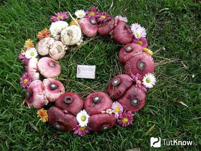 Выращивание гладиолусов из луковиц: когда сажать (фото)