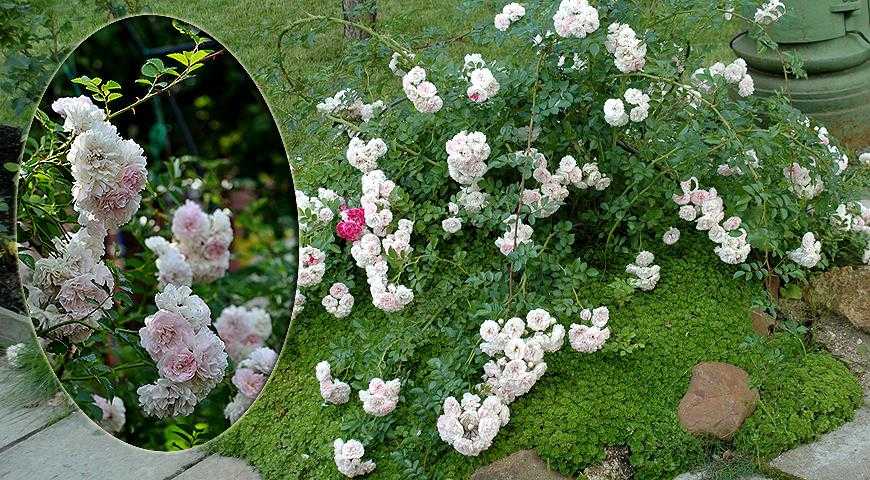 Почвопокровные розы (57 фото): цветущие все лето, надя мейяндекор, хеллоу, лучшие сорта, уход, выращивание в вазоне