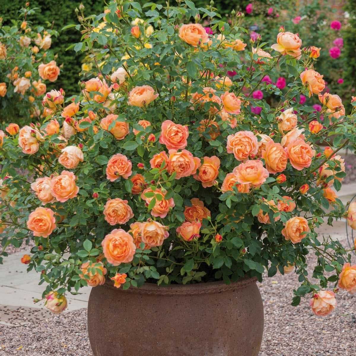 Особенности выращивания почвопокровной розы хеллоу: как посадить и ухаживать