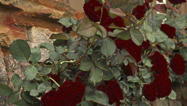 Роза плетистая виктория описание. роза плетистая черная королева: описание, фото