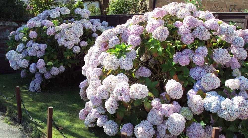 Гортензии в сибирском саду - дачный цветник