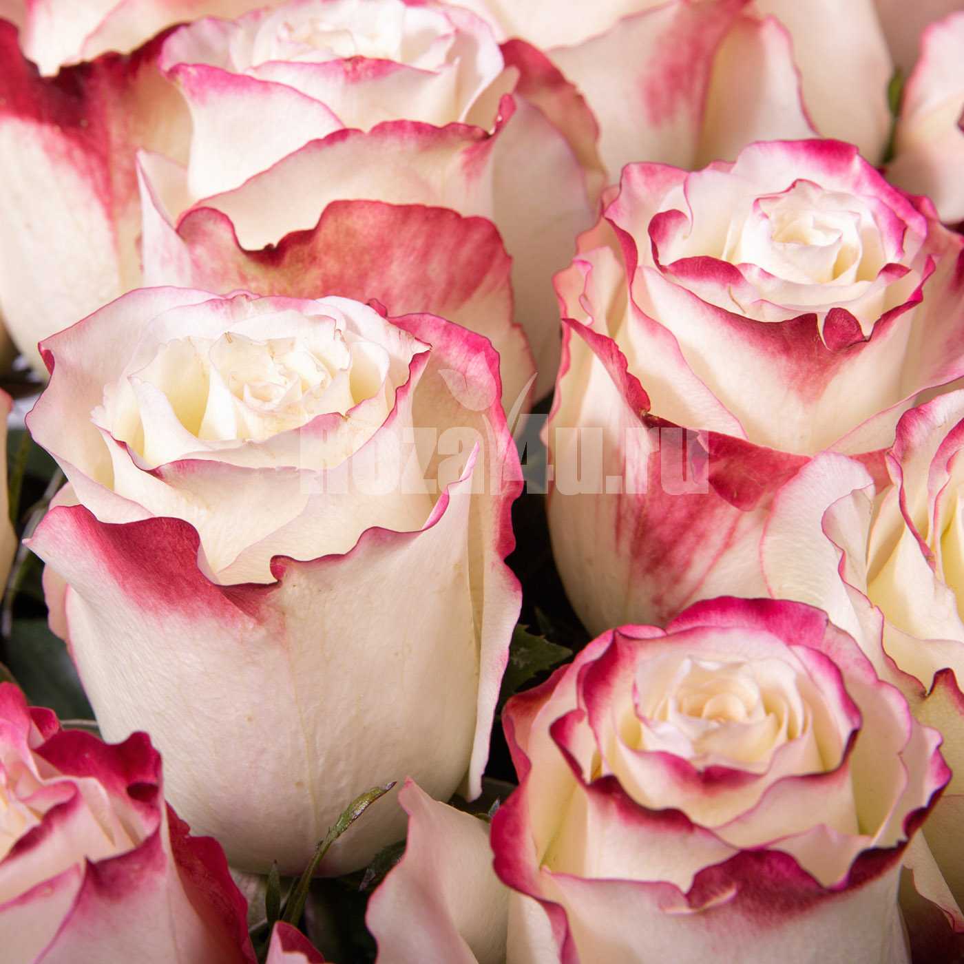 Выразительная роза ферст леди: описание и фото сорта, использование в ландшафтном дизайне, уход и другие нюансы