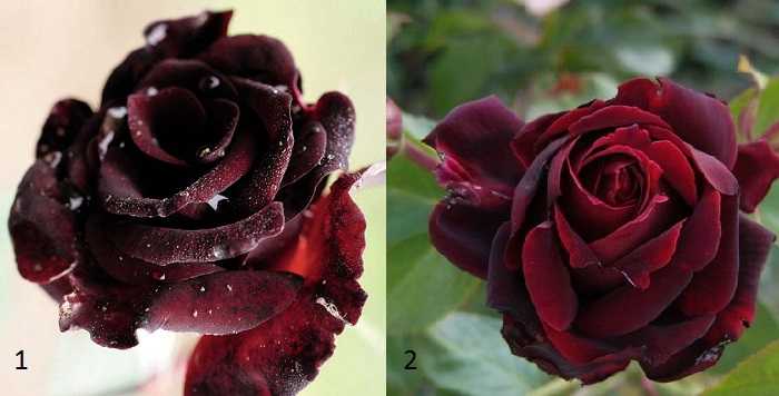 Роза эден роуз: фото и описание, отзывы, посадка и уход