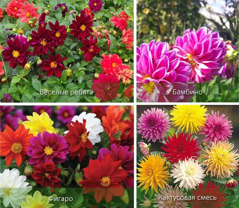 Советы опытных цветоводов по выращиванию георгинов на садовом участке
