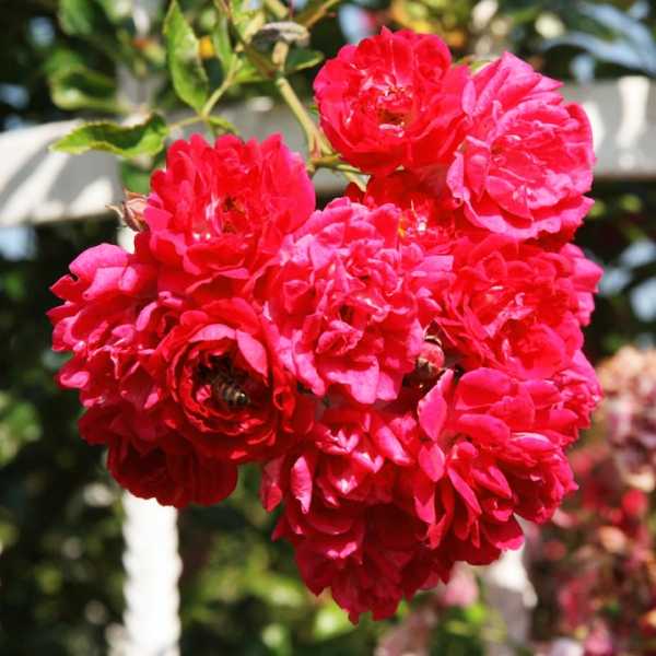 Роза эксцельза (excelsa) — описание сорта