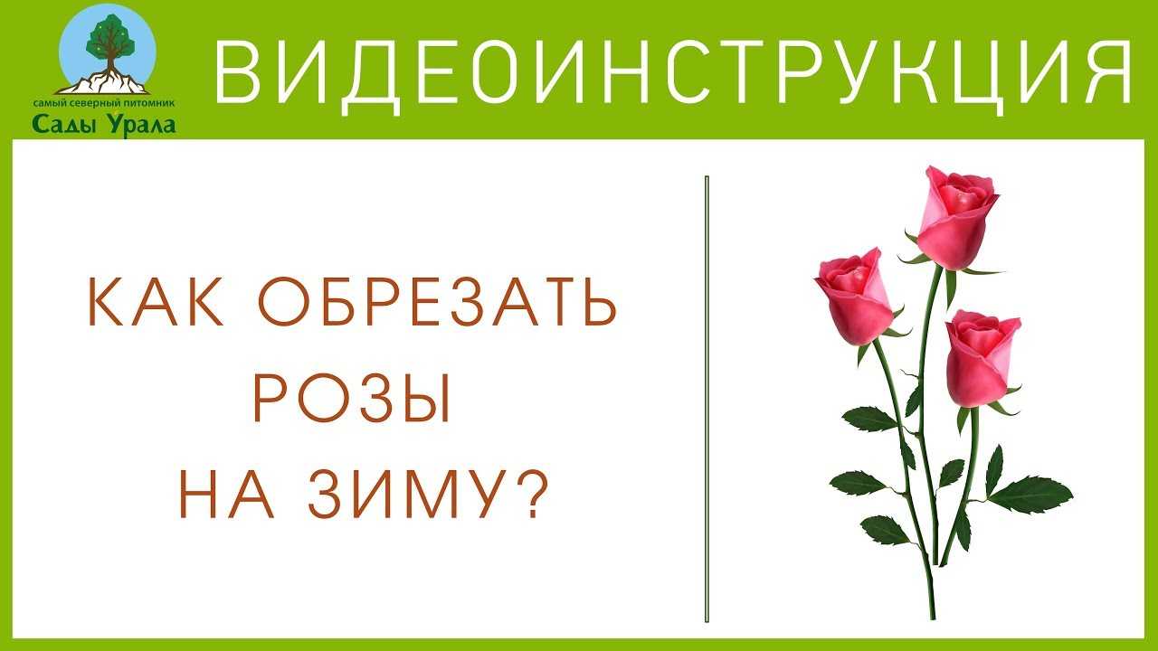 Розы: укрытие роз (плетенистых)на зиму, обрезка осенью и подготовка к зиме