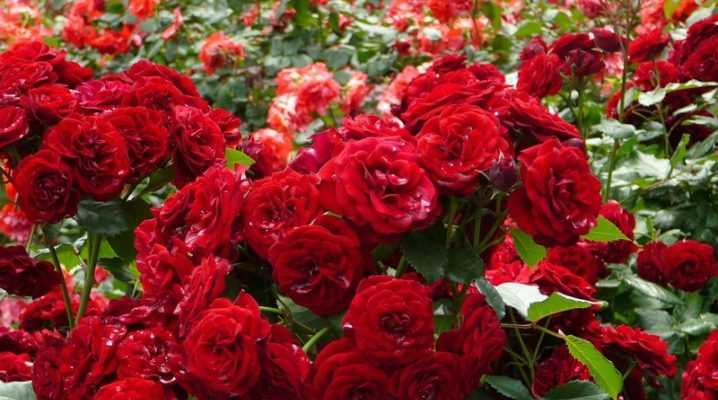 Чайная роза (46 фото): самые популярные сорта чайной розы с названиями, цвет роз и особенности сорта «дэй»