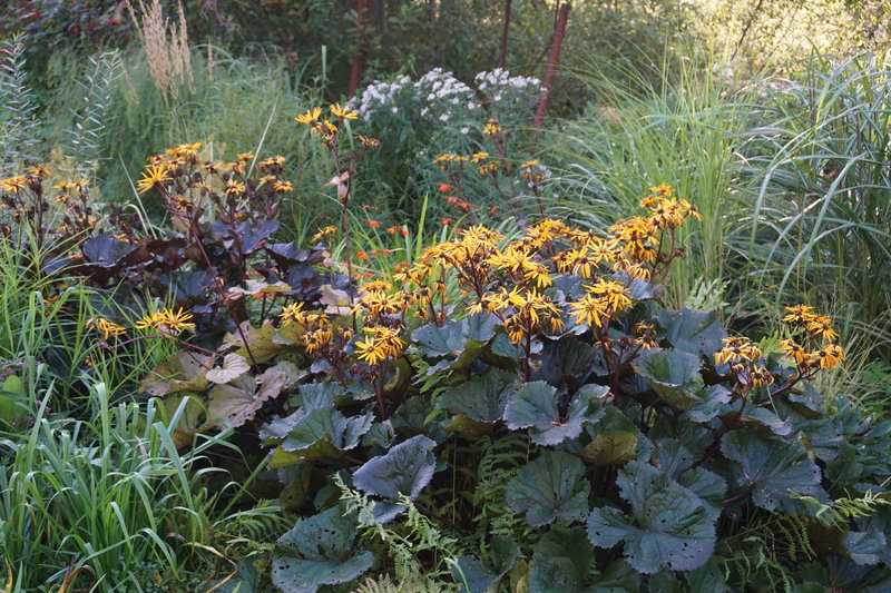 Бузульник (лигулярия) – секреты выращивания в саду