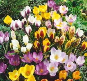 Нежный цветок весны крокус: подробности ухода и выращивания