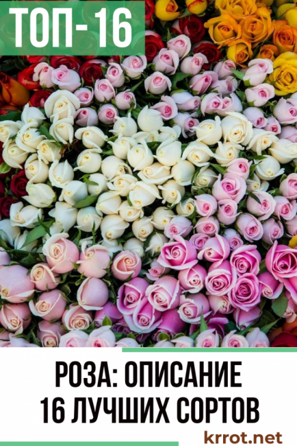 Роза принцесса монако: описание с фото, уход, а также альтернативные названия с приставками шарлен, грейс и иными, которые даны представившей цветок фирмой мейяндача эксперт