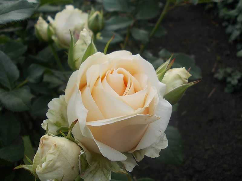 Роза фейри почвопокровная: посадка и уход в открытом грунте, фото сортов, размножение, выращивание