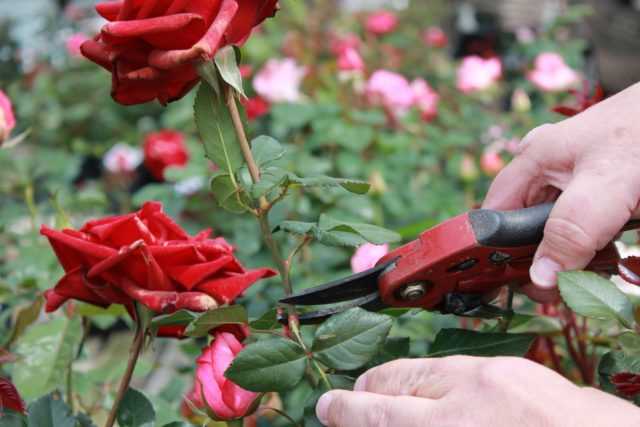 Роза дон жуан: описание сорта и все секреты выращивания в cаду
