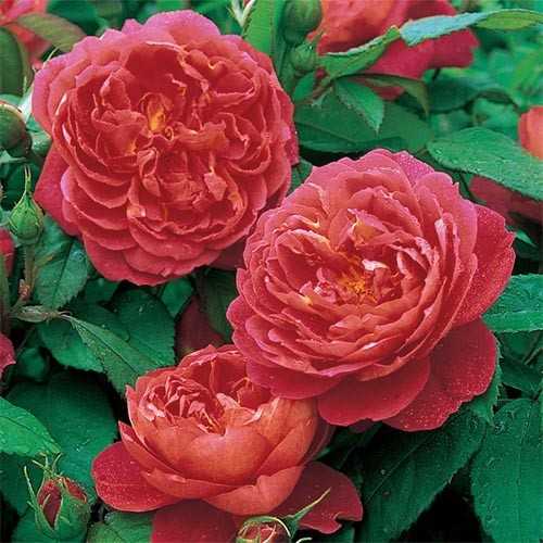 Плетистые розы: посадка и уход в открытом грунте, размножение и обрезка, сорта плетистых роз с фото и названиями