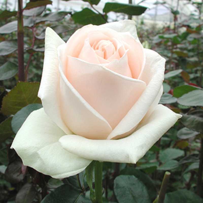 Роза чайная гибрид: посадка и уход за цветами в саду