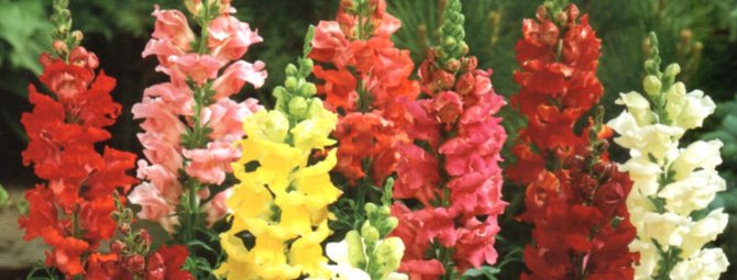 Цветок антирринум (львиный зев): высота растения, выращивание рассады из семян