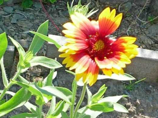 Гайлардия многолетняя (54 фото): посадка и уход за цветком, выращивание из семян, виды остистая и низкорослая, сорта «бургунди» и «восточные узоры»