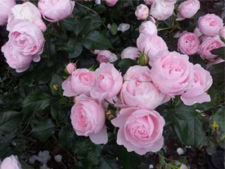 Роза флорибунда: выращивание и уход в открытом грунте. | растюнька