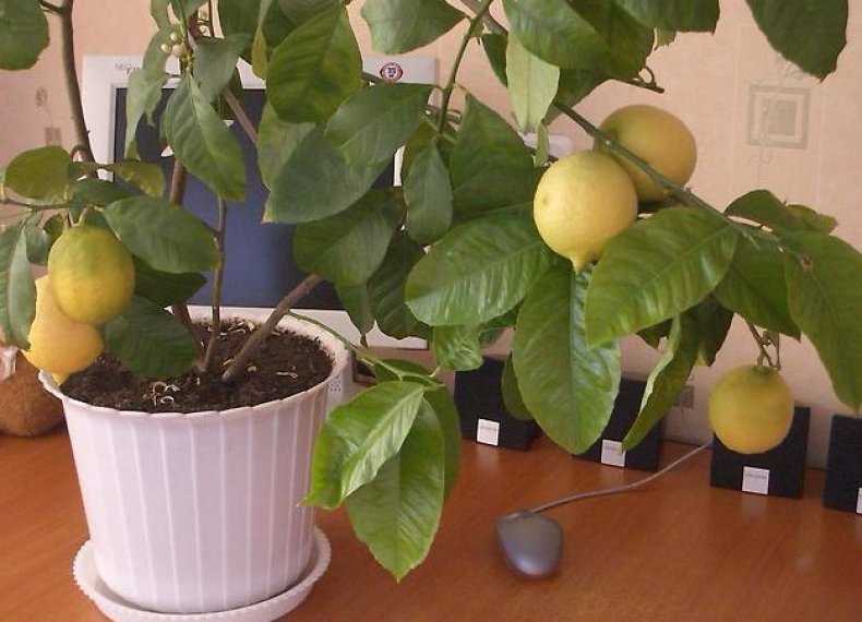 Лимон мейера оранжевого цвета, как правильно называется цитрофортунелла, инструкция по выращиванию сорта и уходу за ним в домашних условиях