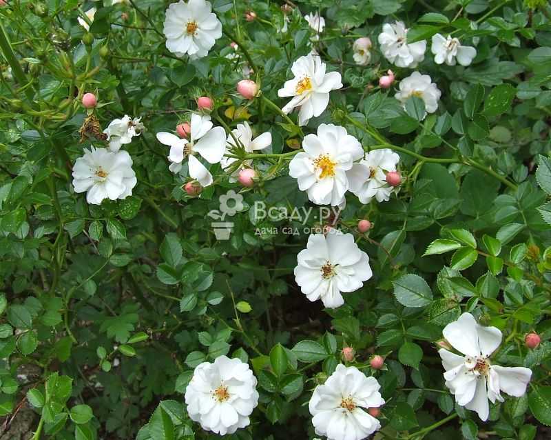 Розы (65 фото): как ухаживать за красивыми домашними цветами? уход за самыми высокими кустами в саду. как посадить розы?
