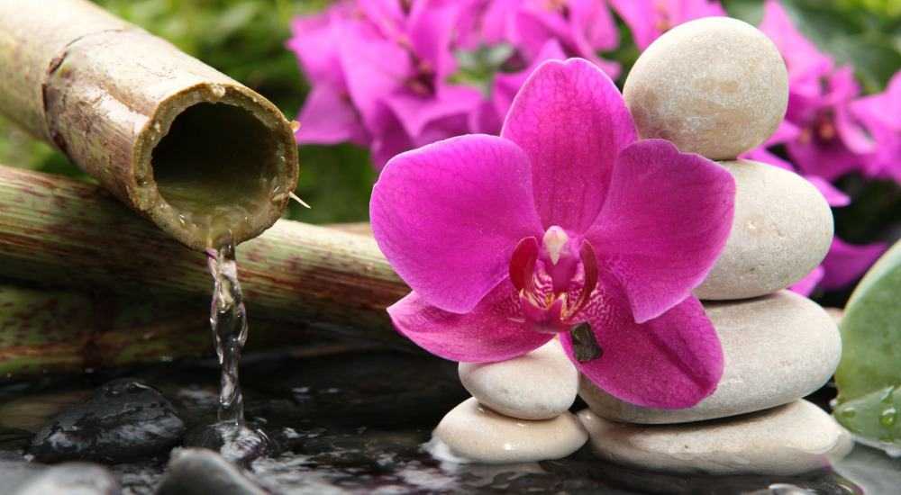 Как выращивать орхидеи из семян в домашних условиях?