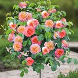 Роза мидсаммер: подробное описание, особенности посадки, выращивание и уход за цветочным сортом